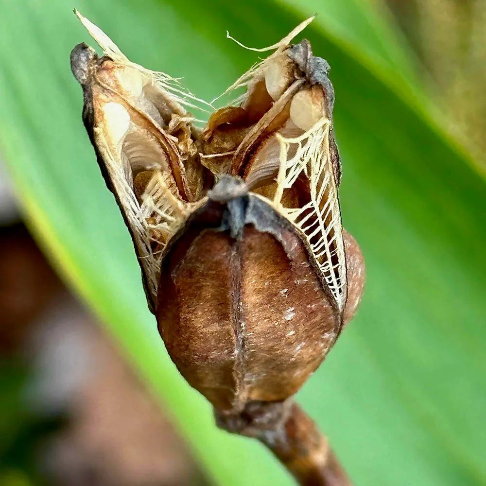 <p>a dry fruit which contains more than one seed and splits open when ripe</p>