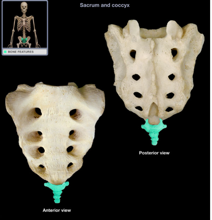 <ul><li><p>Location: Posterior pelvic wall, Lower back, inferior to S5 vertebra</p></li></ul><ul><li><p>Description: Small, triangular bone, Consists of three to five, variably fused, poorly developed vertebrae</p></li><li><p>Also known as: "Tailbone"</p></li><li><p>Comment: Rudiment of the tail in other vertebrates</p></li></ul><p></p>