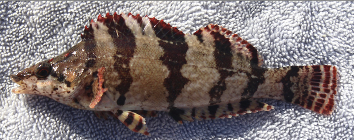 <p>Painted Greenling<strong> Order</strong></p>