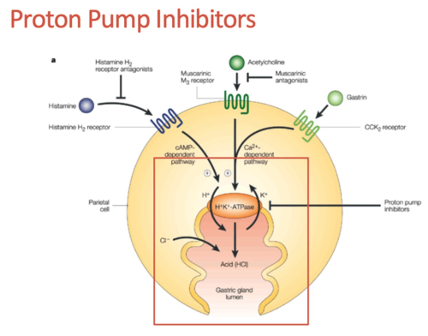 <p>-sulfonamide group on PPI IRREVERSIBLY bind to proton pump and inhibits final step in acid secretion</p><p>- reduces secretion of pepsinogen slightly</p><p>- increases serum gastrin</p><p>mayy develop carcinoid tumors bc of increased gastrin</p>