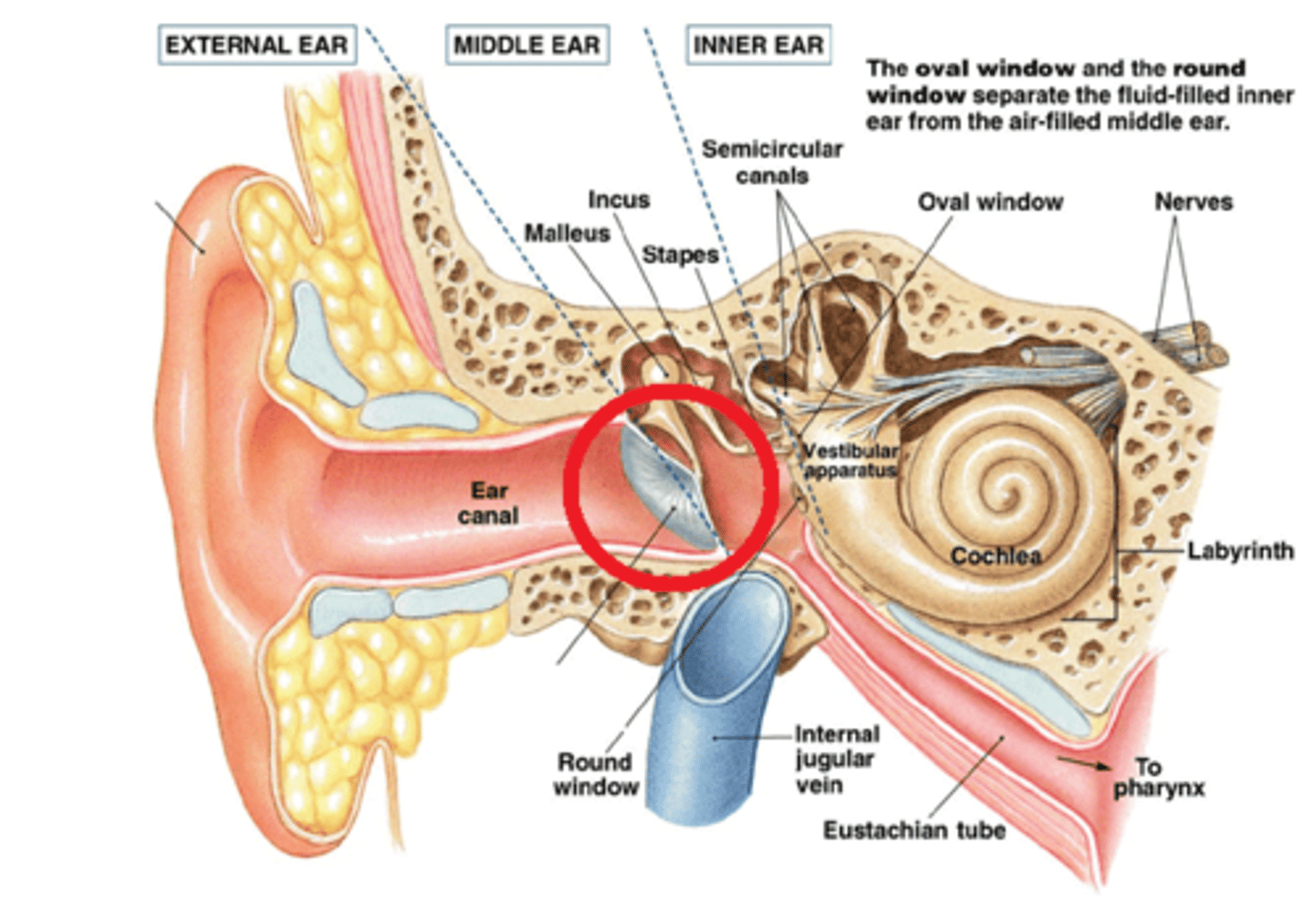 <p>a thin membrane that marks the beginning of the middle ear; sound waves cause it to vibrate</p>