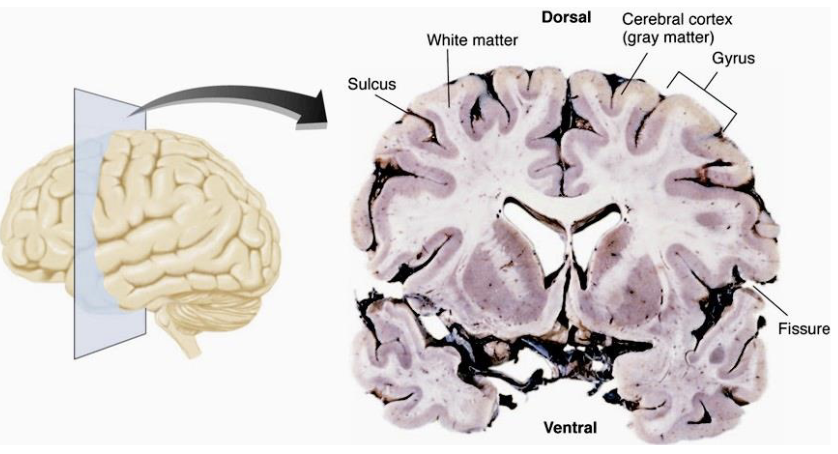<p>→ increase surface area of the <strong>cerebral cortex</strong></p><ul><li><p><strong>Sulci</strong> → small grooves</p></li><li><p><strong>Fissures</strong> → large or major grooves</p></li><li><p><strong>Gyri</strong> → ridges between sulci and fissures</p></li></ul><p></p>