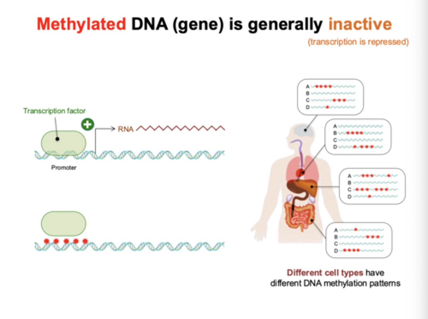 <p>Methylated DNA (gene) is generally inactivate (transcription is repressed)</p>