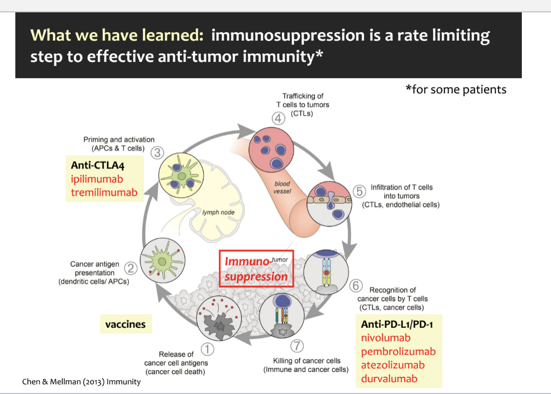 <ul><li><p>immunosuppression is a <strong>rate limiting step</strong> to effective anti-tumor immunity (for some patients)</p></li><li><p>key steps in the cancer-immunity cycle</p><ul><li><p>release of cancer cell antigens → tumor cells die and release antigens</p></li><li><p>cancer antigen presentation → dendritic cells or APCs capture these antigens and present them to the immune system</p></li><li><p>priming and activation → APCs activate native T-cells in lymph nodes; anti-CTLA-4 drugs work here by preventing the “off” signals that would normally suppress T cell activation</p></li><li><p>trafficking of T cells to tumors → activated cytotoxic T cells (CTLs) travel thru the blood stream toward the tumor</p></li><li><p>infiltration of T cells into the tumor → cytotoxic T cells move  into the tumor tissue</p></li><li><p>recognition of cancer cells by T cells → CTLs recognize cancer cells by binding to antigens presented on their surface; but many cancer cells express PD-L1 which binds to PD-1 on T cells, turning them off; anti-PD1/PD-L1 drugs block this signal off so T cells can stay active</p></li><li><p>killing of cancer cells → CTLs kill the cancer cells</p></li></ul></li><li><p>where immunosuppression happens</p><ul><li><p>tumor-induced immunosuppression can interfere at multiple steps:</p><ul><li><p>prevent antigen presentation</p></li><li><p>stop T-cell activation</p></li><li><p>prevent T cells from reaching tumors</p></li><li><p>supress T cell killing ability</p></li></ul></li></ul></li></ul><p></p>