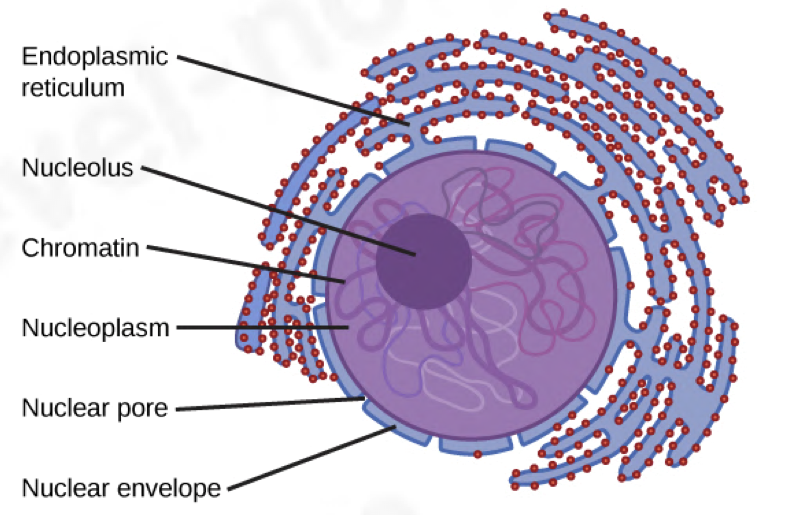 <p>controls cell’s activities</p><ul><li><p>very dense, takes up colour the most when stained</p></li><li><p>divides first during cell division</p></li><li><p>surrounded by 2 membranes, known as the nuclear envelope which is continious with the RER</p></li><li><p>contains:</p><p>a) nuclear pores: allow and control substances</p><ol><li><p>entering the nucleus (protein to make ribosomes, ATP, some hormones, nucleotides)</p></li></ol><ol start="2"><li><p>and leaving the nucleus (mRNA, ribosomes for protein synthesis)</p></li></ol><p>b) nucleolus (2.5 μm in diameter): contains loops of DNA from several chromosomes and synthesises ribosomes</p></li></ul><p></p>