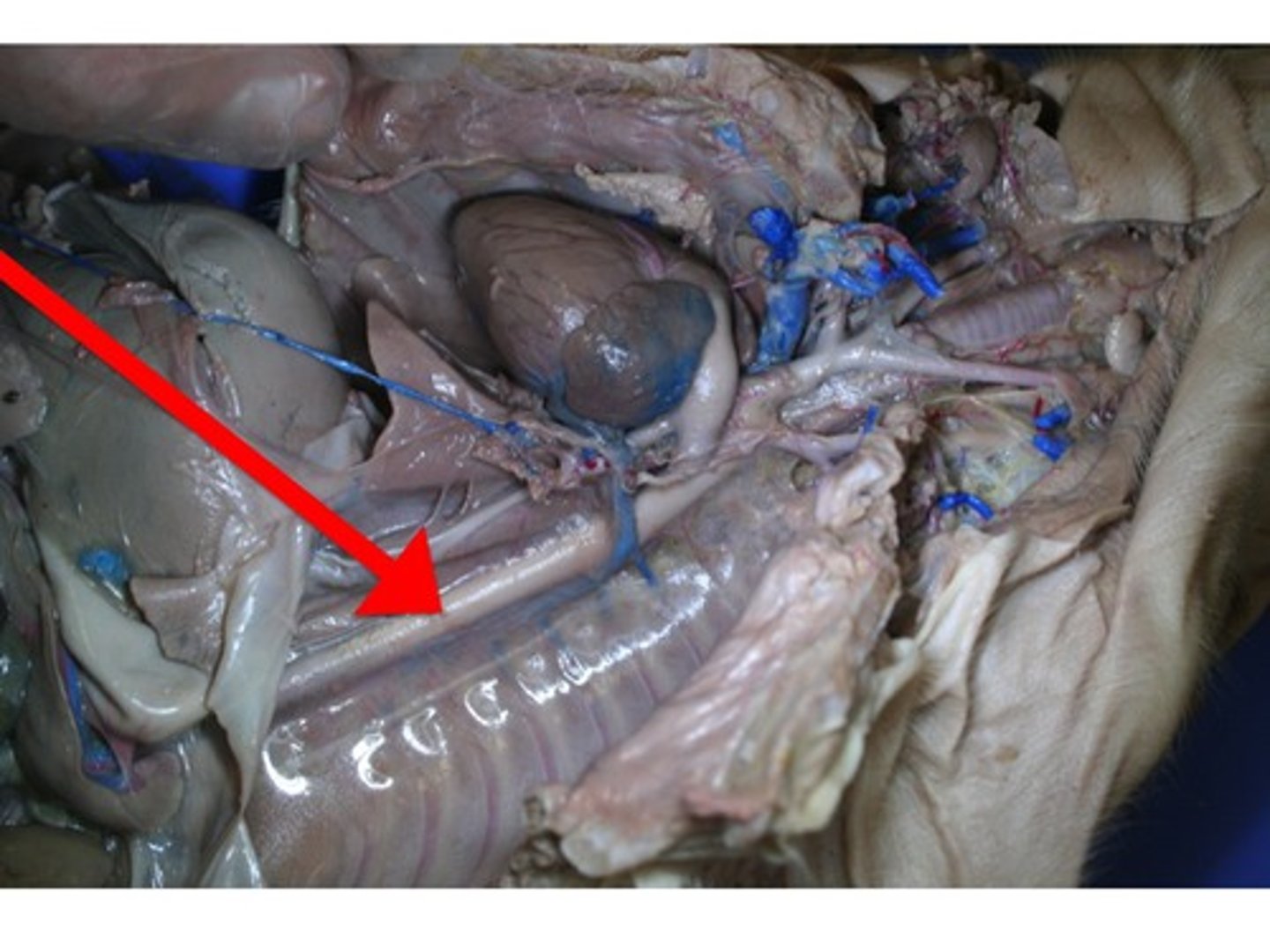 <p>The large arterial trunk that carries blood from the heart to be distributed by branch arteries through the body.</p>