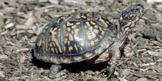<p>Eastern Box Turtle</p>