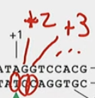Upstream is the more negative number, downstream is more positive.