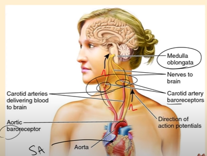 <p>Blood pressure is regulated by the Medulla Oblongata in the brain along with Baroreceptors located in the Aorta and Carotid Artery. <br>Whenever Baroreceptors detect an increase in blood pressure because of stretching in the arteries, it sends signals (in the form of action potentials) to the Medulla Oblongata in the brain. It tells the medulla oblongata that the heart is working too hard, and the pressure needs to be lowered. <br><br>On the other hand, if Baroreceptors detect that the blood pressure is too low, then it sends signals to the Medulla Oblongata that things are moving too slowly, and that it needs to increase heart rate and blood flow to the vital organs.</p><p></p>