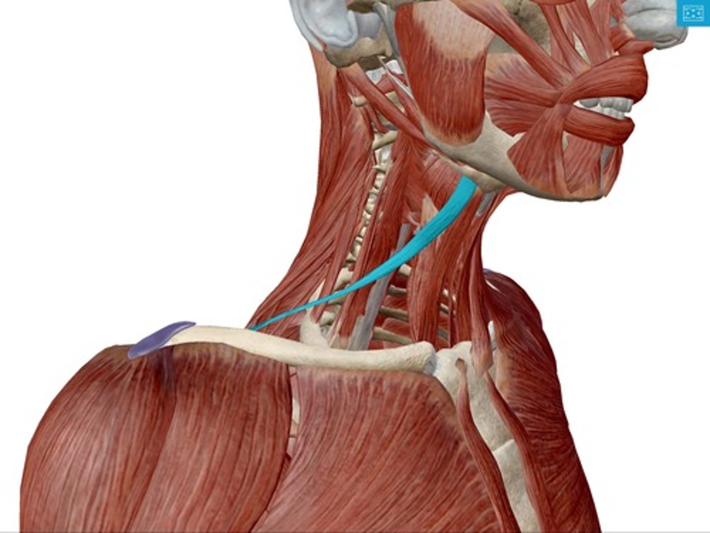 <p>What muscle is this?</p>