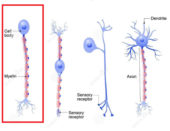 <p>What type of neuron is highlighted in the picture?</p>