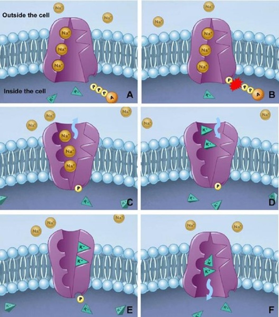 <p>An example of active transport that moves sodium and potassium ions across the plasma membrane.</p>