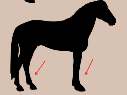 <p>The top/front surface of the forelimb distal (down) to the carpus (knee)</p><p>hindlimb distal (down) to the tarsus</p>