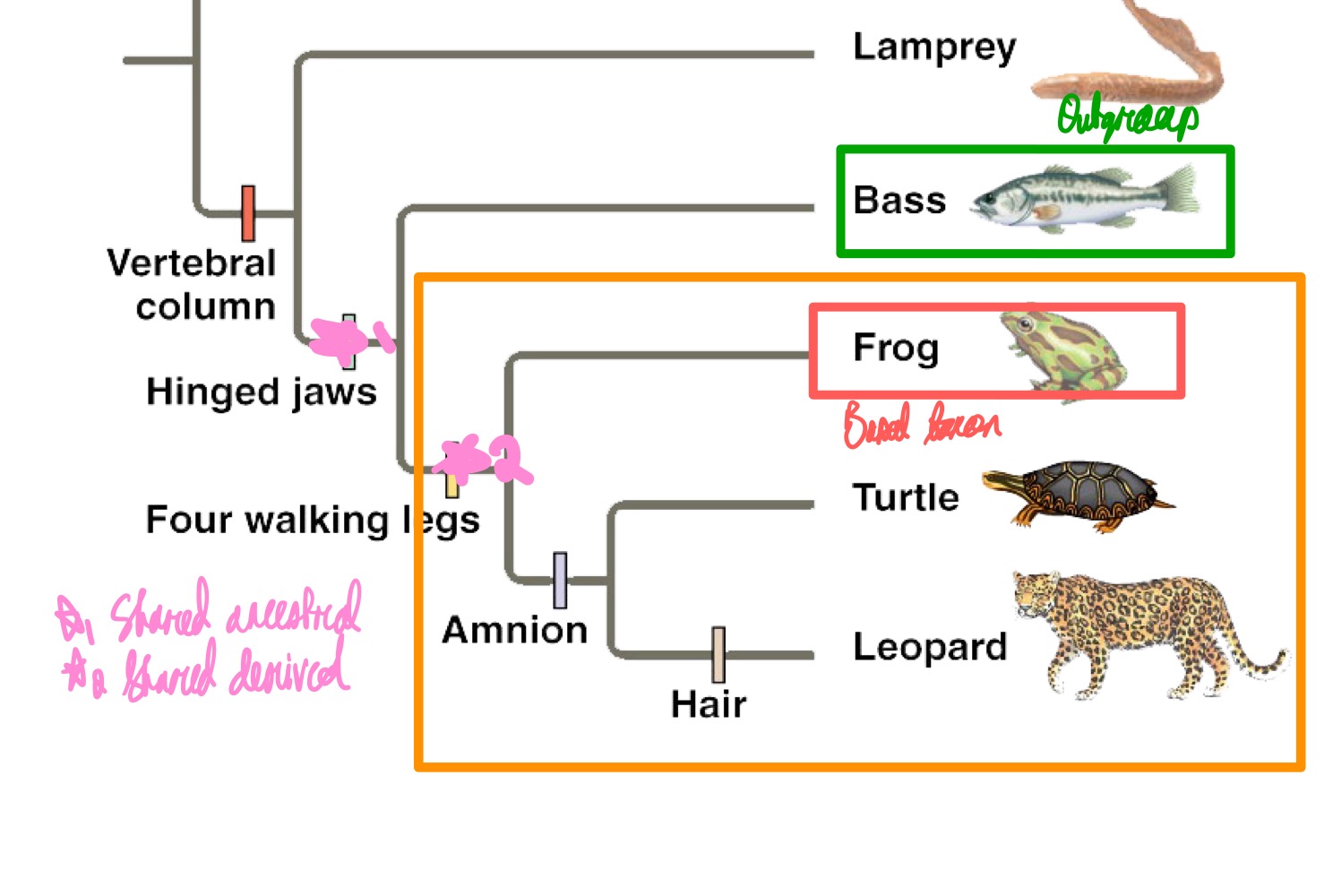 <ul><li><p>Outgroup, which is a closely related taxon but outside of the clade and where the clade diverged from.</p></li><li><p>Basal taxon, which is the first of the clade to diverge.</p></li><li><p>Shared ancestral characters, which are characters present in the clade and the outgroup.</p></li><li><p>Shared derived characters, which are characters present in the clade but not the outgroup.</p></li></ul><p></p>