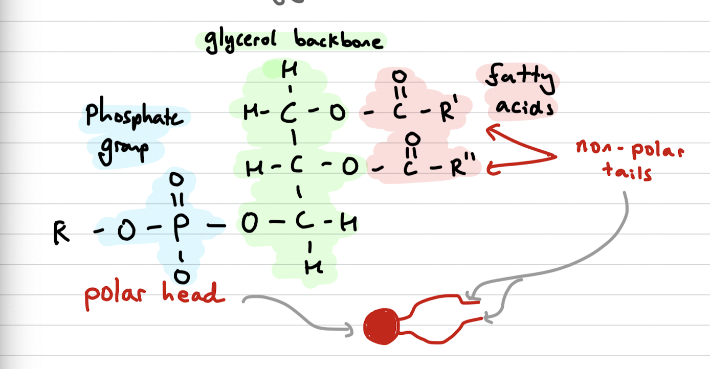 <p>Derivatives of triglycerides, with non polar tails (fatty acids) and a polar head (phosphate group) on a glycerol backbone</p>