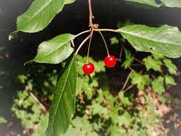 Pin cherry
