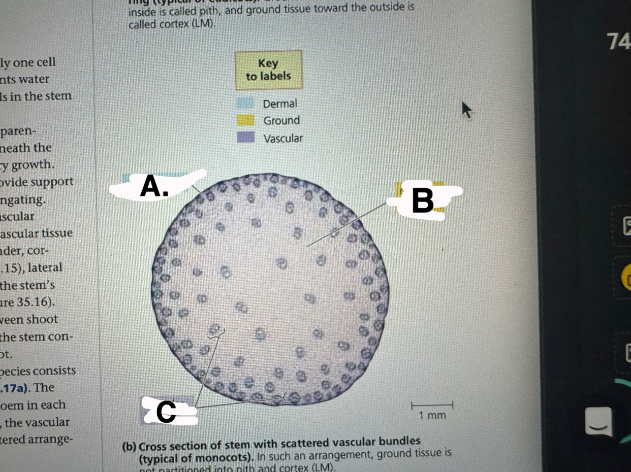 <p>a</p>