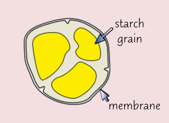 <p>-small organelle enclosed by a membrane </p><p>-contain starch granules </p><p>-store starch grains and convert starch back to glucose </p>