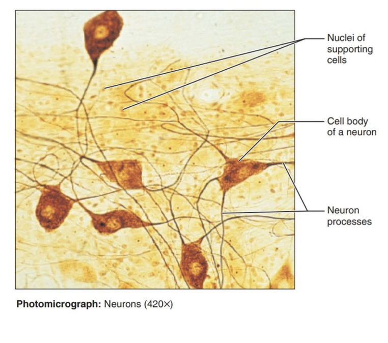 <p>A body tissue that carries electrical messages back and forth between the brain and every other part of the body.</p>