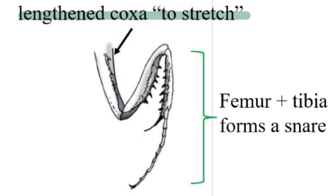 <p>Name what insect leg this is, its order/s and its function</p>