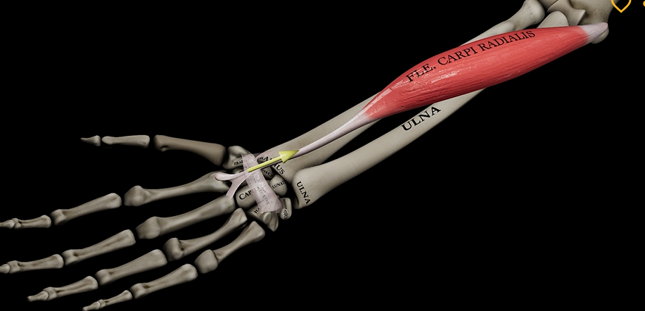 <p>Function: flexes wrist</p><p>Origin: medial epicondyle of humerus</p><p>Insertion: metacarpals</p>