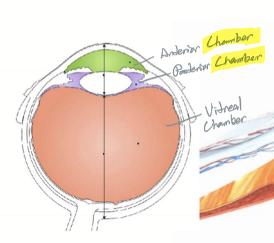 <p>Back of iris to vitreal surface</p>