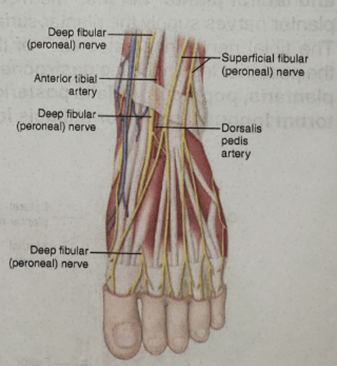 <p>webspace between the first and second toes </p>