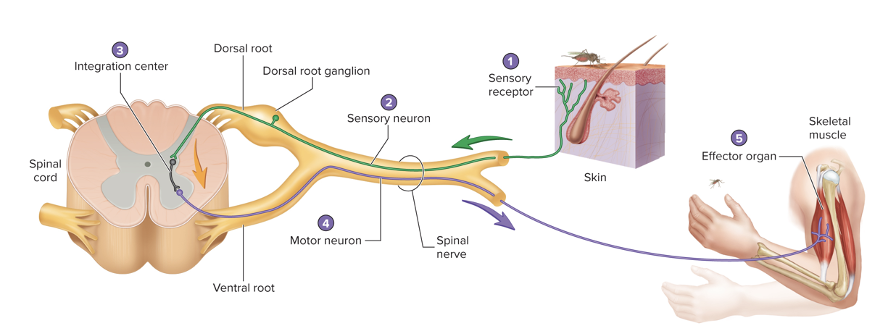 
1. sensory receptor detects a stimuli and generates an AP
2. sensory neuron sends AP through nerve → dorsal root → spinal cord
3. AP carried to integration center (may or may not involve a interneuron
4. interneuron synapses w motor neuron
5. motor axon conducts AP through ventral root and spinal nerve to an effector organ