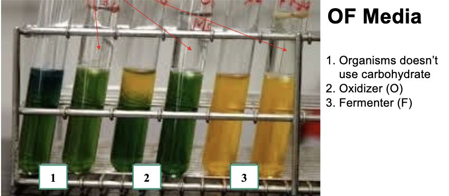 <p><span>Used to determine whether an organism is oxidative or fermentative<br>• <u>Semisolid agar deep</u> containing: a high concentration of carbohydrate and<br>a low concentration of peptone<br>*Peptone supports the growth non-fermentative bacteria<br>• <u>2 tubes</u>: air &amp; no air (seal with mineral oil)<br>• pH indicator: <strong>bromthymol blue</strong><br>– Turns <strong>yellow</strong> in acidic environment (carbohydrate is catabolized)<br>– Turns <strong>dark blue color</strong> in alkaline condition (peptone is catabolized)</span></p><p></p><p><span>-oxidative catabolism requires presence of O 2<br>-fermentation of glucose can be done w/out O 2</span></p>