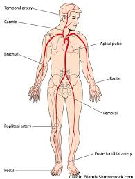 <ol><li><p>Temporal</p></li><li><p>Carotid</p></li><li><p>Apical</p></li><li><p>Radial</p></li><li><p>Brachial</p></li><li><p>Popliteal</p></li><li><p>Femoral</p></li><li><p>Dorsalis Pedis</p></li></ol><p></p>