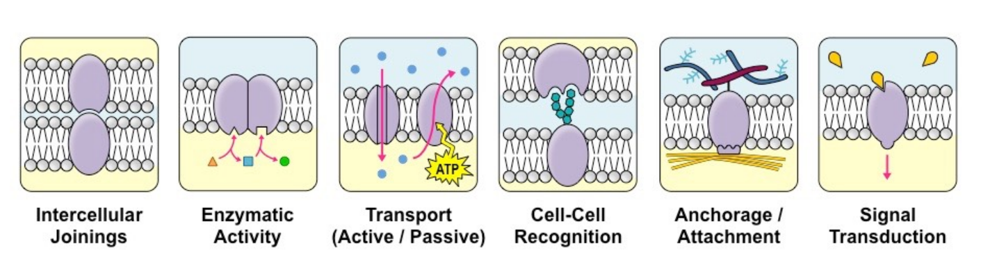 <p>(I found this online and thought it would help to remember the different types of membrane protein functions)</p>