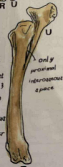 <p>ulna is fused with 2/3 radius</p>
