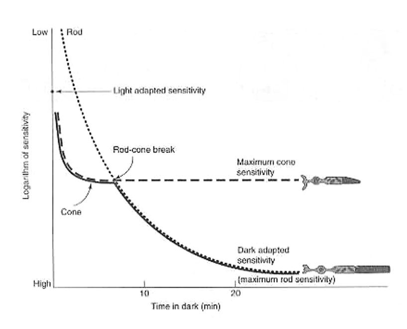 <p>Both rods and cones must <strong>regenerate 11-cis retinal from all-trans retinal</strong> after light exposure.</p><p>Rods depend on <strong>RPE65</strong> in the retinal pigment epithelium to convert all-trans → 11-cis, followed by diffusion back to the outer segment.</p><p>This <strong>slow chromophore</strong> <strong>regeneration</strong> limits rod recovery time and sets the pace of dark adaptation.</p>