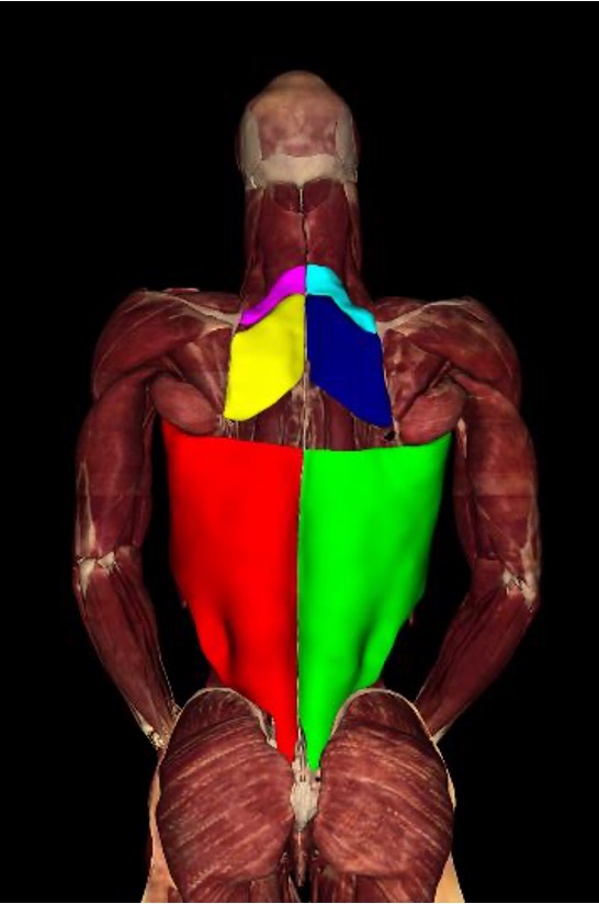 <p><strong>origin:</strong> T7-L5 spinous processes and iliac crest</p><p><strong>insertion:</strong> humerus</p><p><strong>innervation:</strong> thoracodorsal n (C6-C8)</p><p><strong>action:</strong> -extend, adduct, and medially rotate humerus</p><p>-move body toward arms during climbing </p>