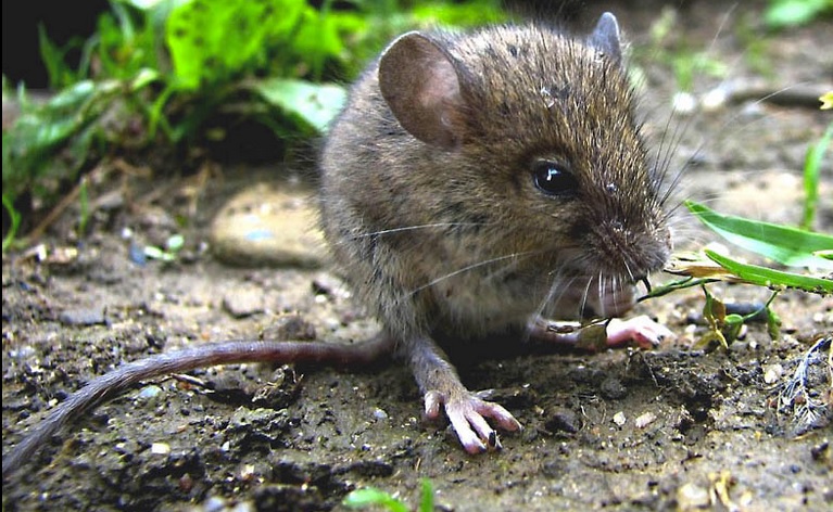 <p>zařaď živočicha do systému</p><p>Třída - řád - čeleď - druh čeština (latina)</p>