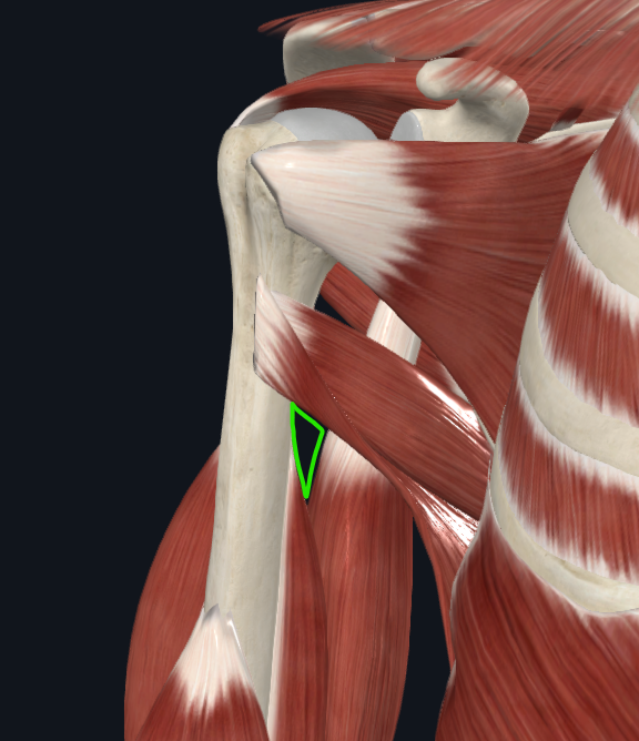 <p>Intervalo triangular</p><p>Límites:</p><p><strong><mark data-color="blue" style="background-color: blue; color: inherit">Lateral: </mark></strong><mark data-color="blue" style="background-color: blue; color: inherit">Diáfisis del húmero</mark><strong><br><mark data-color="red" style="background-color: red; color: inherit">Medial: </mark></strong><mark data-color="red" style="background-color: red; color: inherit">Tríceps</mark></p><p><strong><mark data-color="purple" style="background-color: purple; color: inherit">Superior: </mark></strong><mark data-color="purple" style="background-color: purple; color: inherit">M. Redondo mayor</mark></p><p></p><p><strong><mark data-color="green" style="background-color: green; color: inherit">Contenido: </mark></strong><mark data-color="green" style="background-color: green; color: inherit">Nervio radial</mark></p>