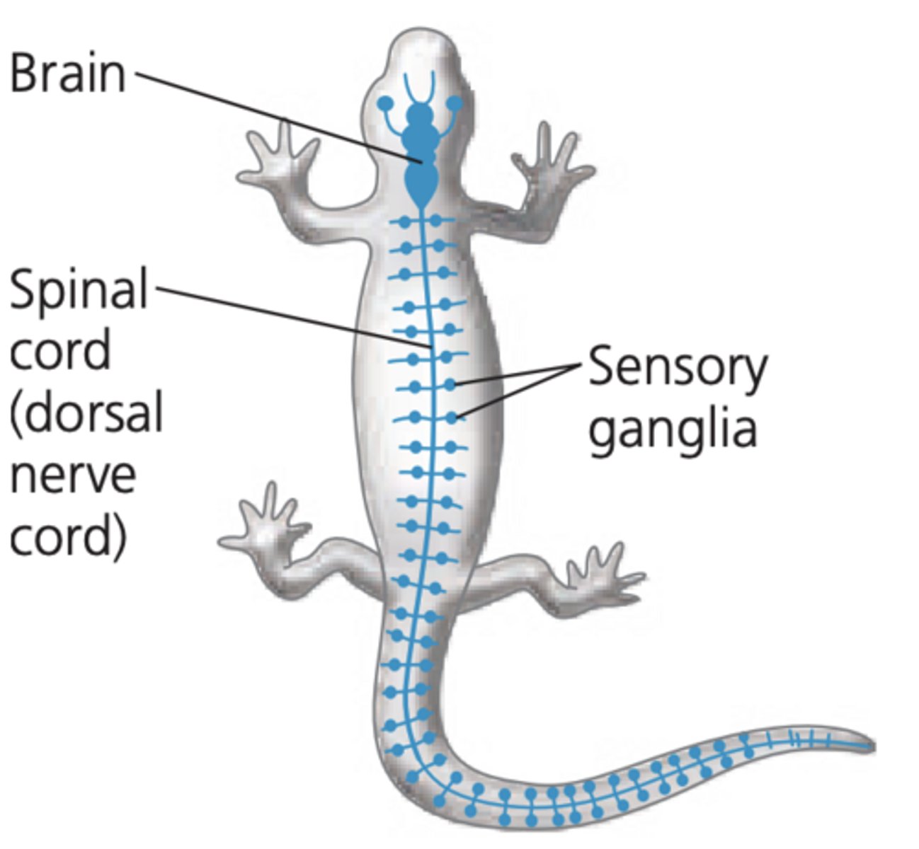 <p>1. brain -> cranial nerves</p><p>2. spinal cord -> spinal nerves </p>