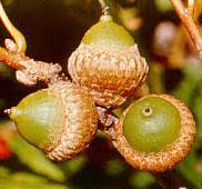 <p><span>sessile or nearly so; acorn 1/2 - 1 inch long, usually with distinctive concentric rings near the apex; cup is thick with warty, lustrous scales; kernel bitter white.</span></p>