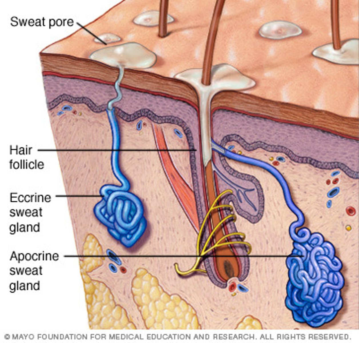 <p>merocrine sweat glands- thermoregulation sweat on surface of skin</p><p>apocrine sweat glands- body odor during adolescence</p>