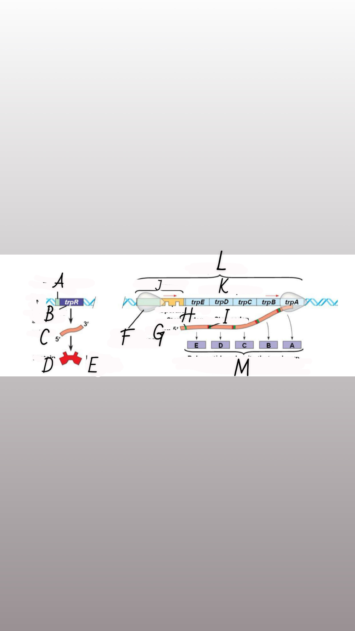 <p>What is label A?</p>