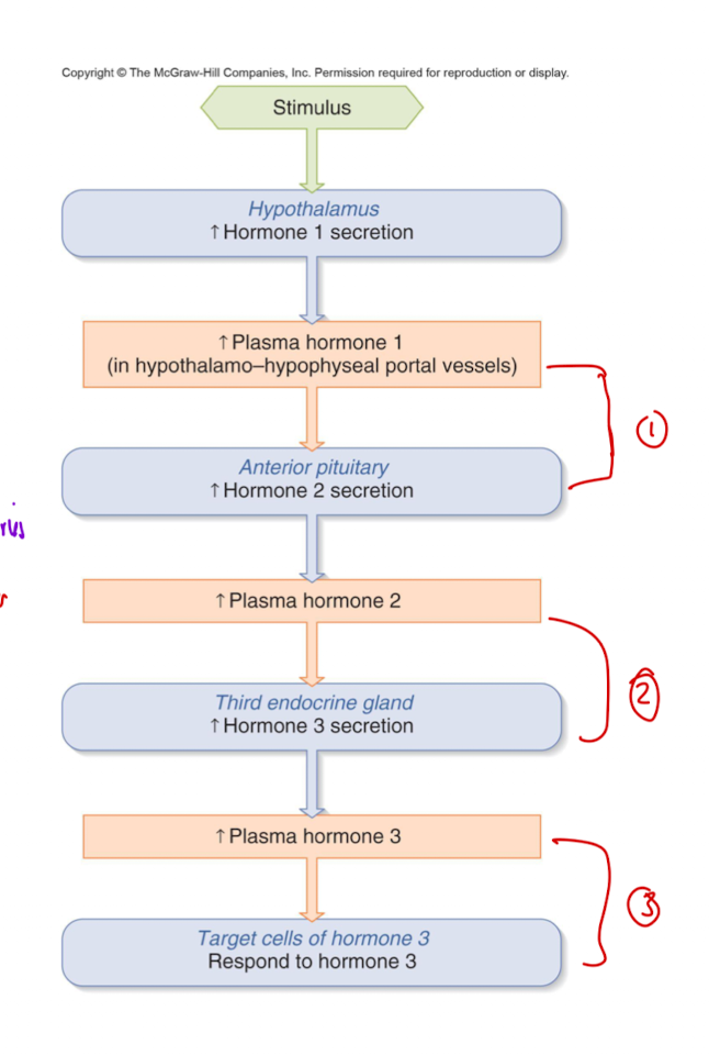 <ol><li><p>stimulis</p></li><li><p>hypothalamus increases hormone 1 secretion</p></li><li><p>increase in plasma 1 secretion in the hypothalamo-hypophyseal portal vessels</p></li><li><p>increase hormone 2 secretion in anterior pituitary</p></li><li><p>increase in plasma hormone 2</p></li><li><p>third endocrine gland: increase in hormone 3 secretion</p></li><li><p>increase in plasma hormone 3</p></li><li><p>target cells of hormone 3 respond to hormone 3</p><p></p></li></ol><p></p>