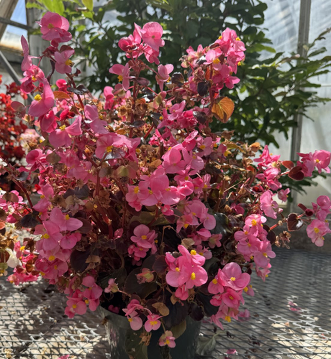 <p>What is the common name for this plant?</p>
