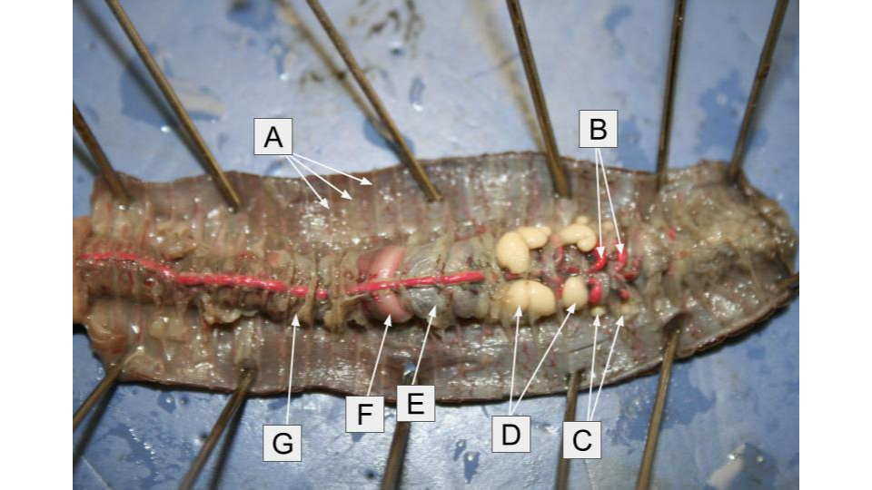 <p>What is letter <strong>B</strong> in the dissection image of an <u>Earthworm?</u></p>