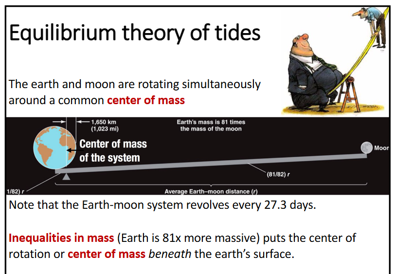 <p><strong>few key assumptions:</strong></p><p>-earth’s surface is completely covered by seawater with infinite depth</p><p>-waves are assumed to be progressive waves</p><p>-water is assumed to be in equilibrium with the tide-generating forces-gravitational attraction and centrifugal effect</p><p><strong>equilibrium theory of tides:</strong></p><p>-the moon is responsible for ~2/3 of the tidal force because the moons’ orbit has a smaller radius and is closed compared to the sun which is much farther away than the moon and has a greater radius of orbit</p><p>-the earth and moon are rotating simultaneously around a common center of mass</p><p>-inequalities in mass (earth is 81x more massive than the moon) puts the center of rotation or center of mass beneath the earth’s surface</p>