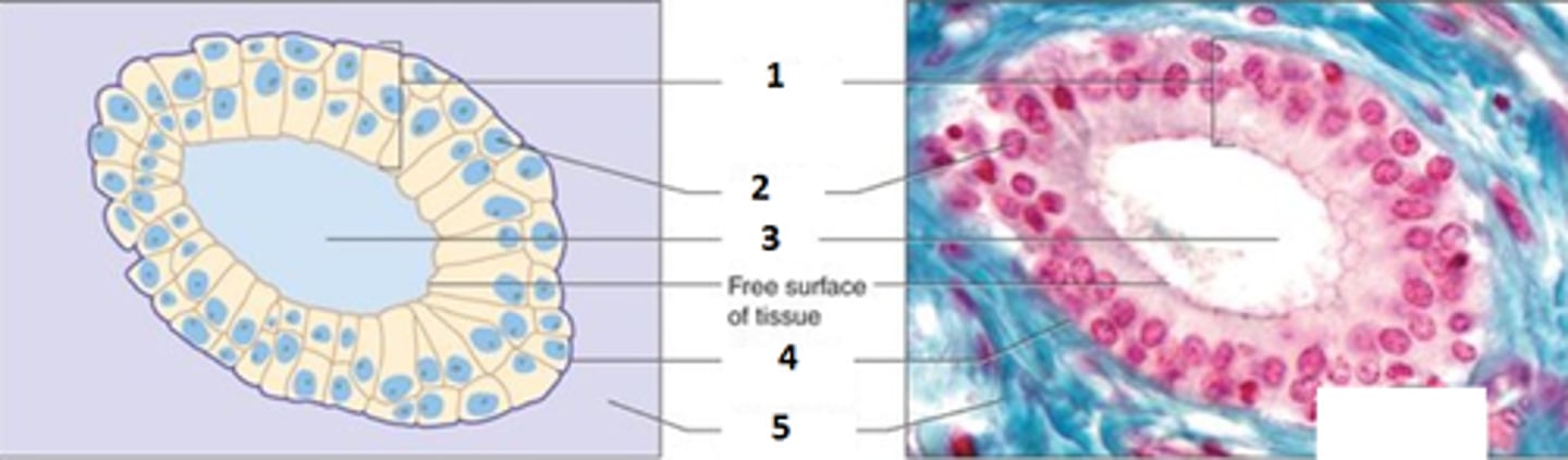 <p>Function - Protection.</p><p>Location - Largest ducts of sweat glands, mammary glands, and salivary glands.</p>