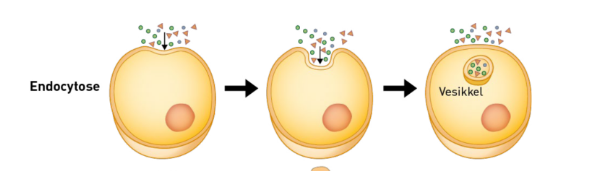 <p>Store molekyler og partikler utenfor cellen tas opp av cellemembranen i det som er en gradvis voksende lomme. Til slutt blir partiklene til en egen vesikkel inne i cellen, som kalles endosom. Skjer f.eks. med virus og bakterier som tas opp av celler. </p>