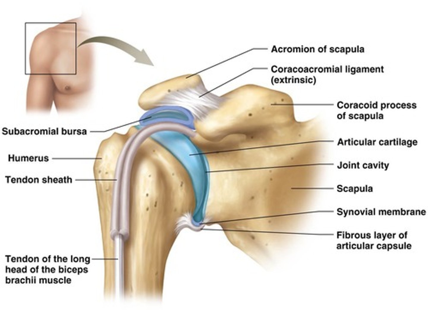 <p>Dense regular collagenous connective tissue that connects bones and reinforces the joint.</p>