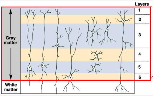 <p><strong>gray matter</strong>: cell bodies</p><p><strong>white matter</strong>: myelinated axons</p><p>ex: cerebral cortex cell layers</p>