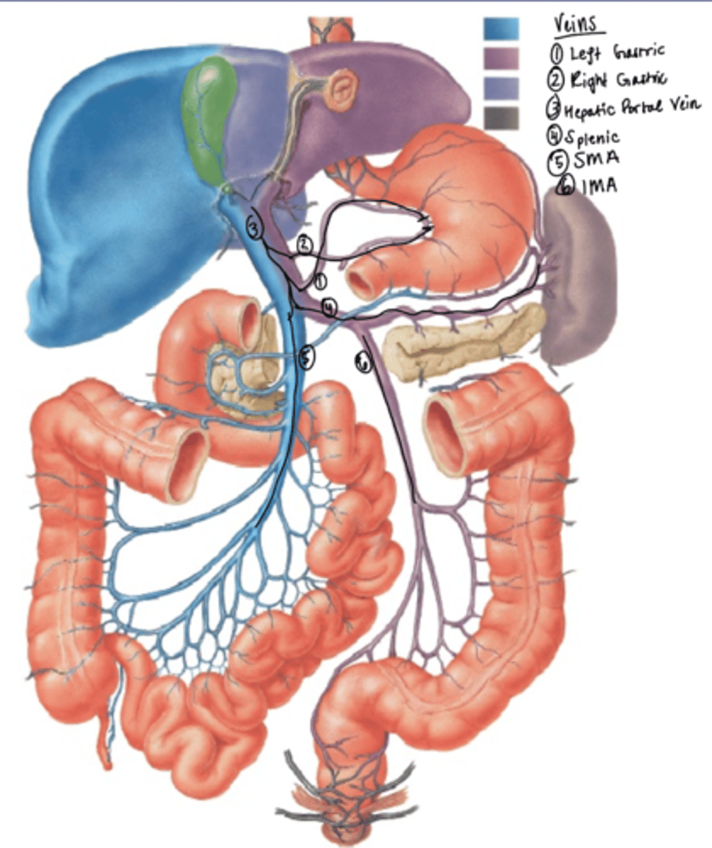 <p>1) L Gastric</p><p>2) R gastric</p><p>3) Hepatic Portal Vein</p><p>4) Splenic</p><p>5) SMV</p><p>6) IMV</p><p>all drain into IVC</p>