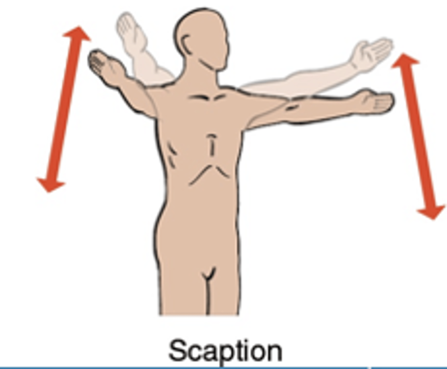 <p>movements of the shoulder joint that occur in the scapular plane rather than a sagittal or frontal plane</p>